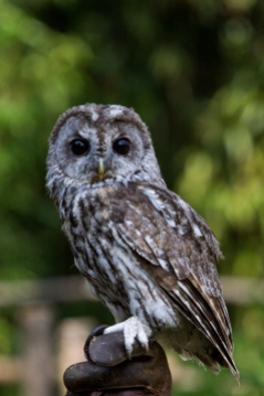 Pygmy owl. It's so tiny and cute *.*
