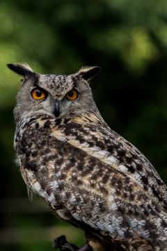 Royal owl. Just look at those eyes!!!