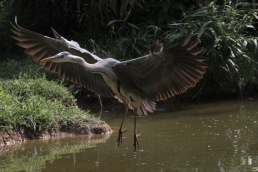 Gerey heron landing