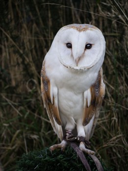 Barn owl II